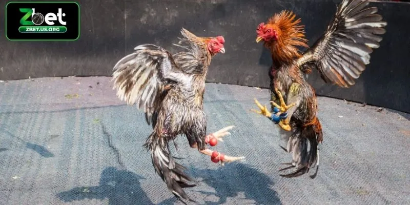 Bí quyết chơi đá gà cựa dao tại ZBET hiệu quả