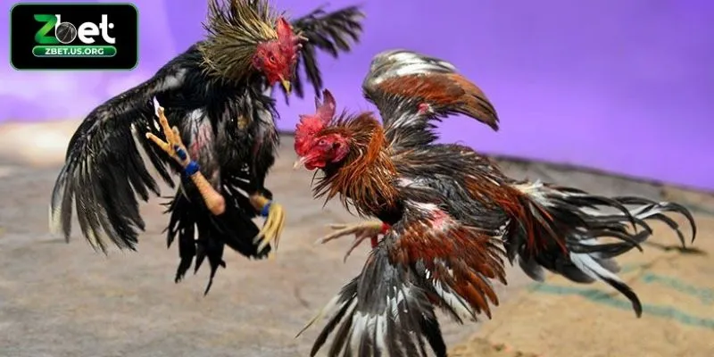Giới thiệu đá gà cựa dao ZBET