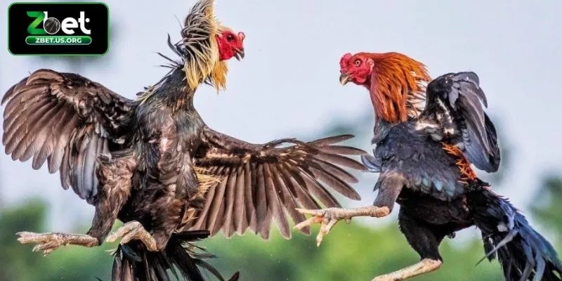Kinh nghiệm chơi đá gà cựa sắt tại ZBET hiệu quả