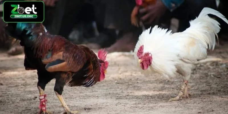 Lý do đá gà cựa sắt ZBET thu hút người chơi